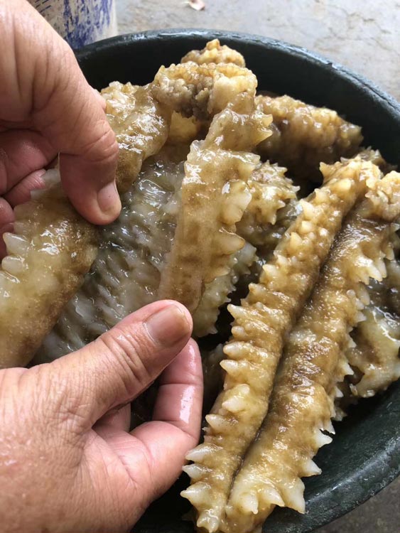 黄肉参_海南锦福益海实业有限公司